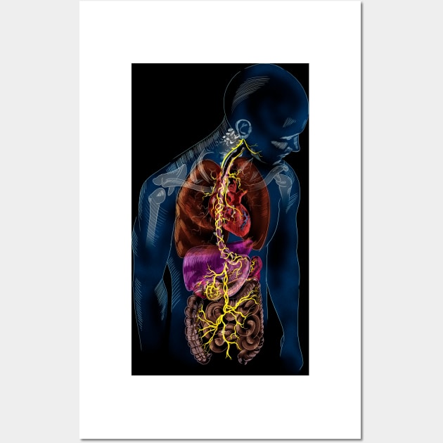 Vagus nerve anatomy, illustration (C037/4895) Wall Art by SciencePhoto